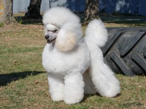 Polar