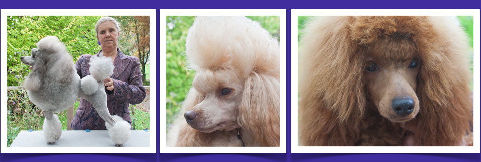 Whitout Miniature Poodles