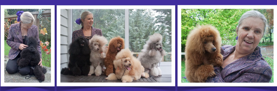 Whitout Miniature Poodles